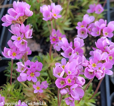 Ei Androsace carnea rosea punanukki